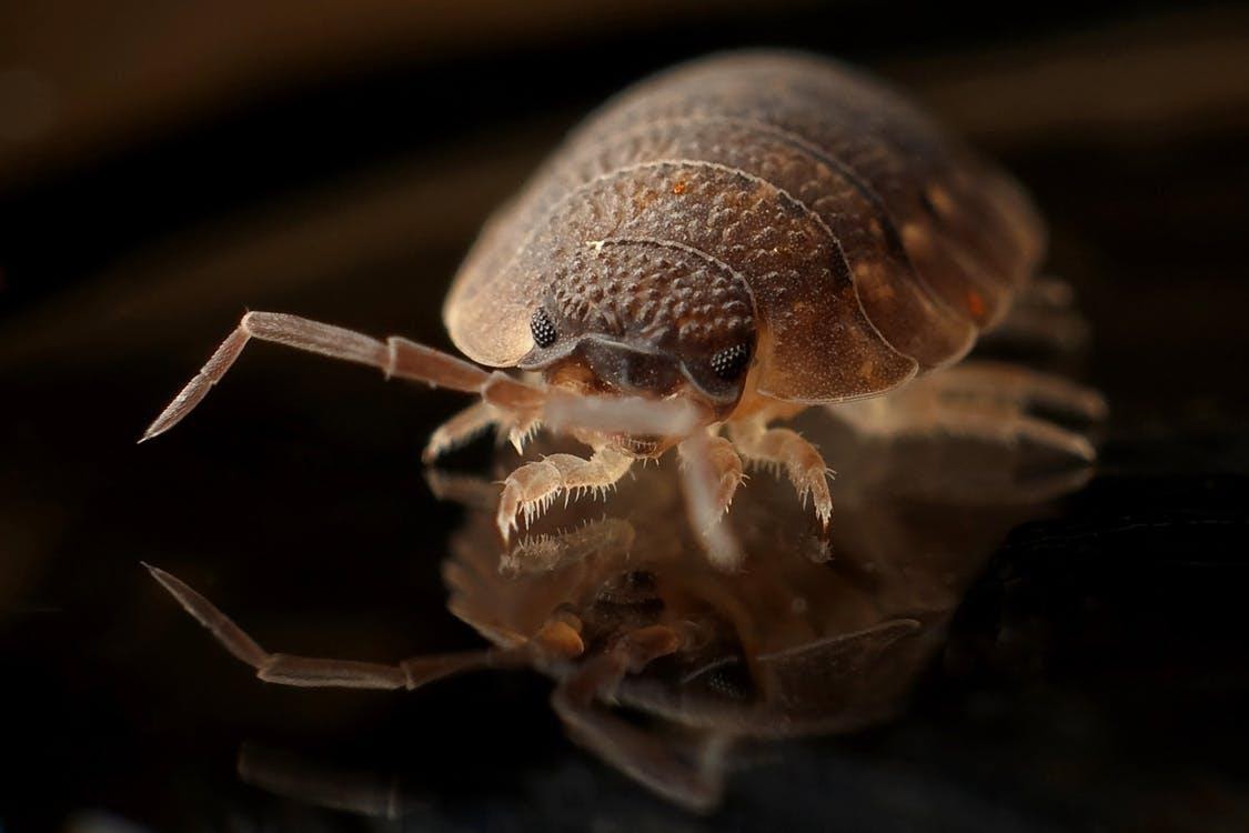 essential oils against bed bugs